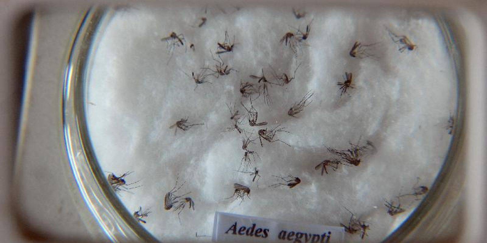 casos-de-dengue-no-brasil-aumentam-15,8%-em-2023 