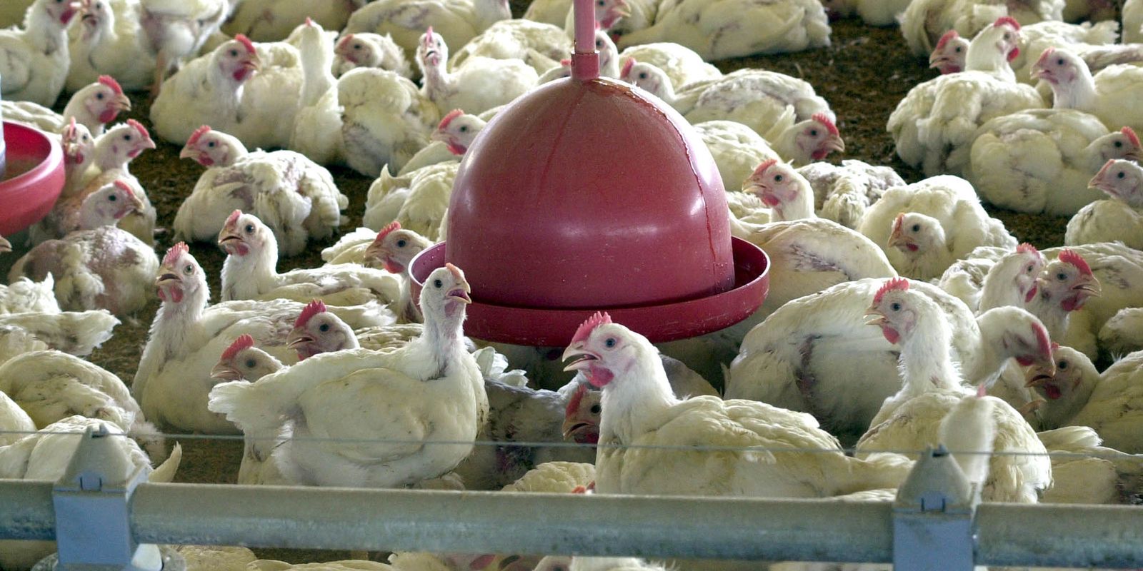 China, UE e Argentina suspendem compras de carne de frango do Brasil