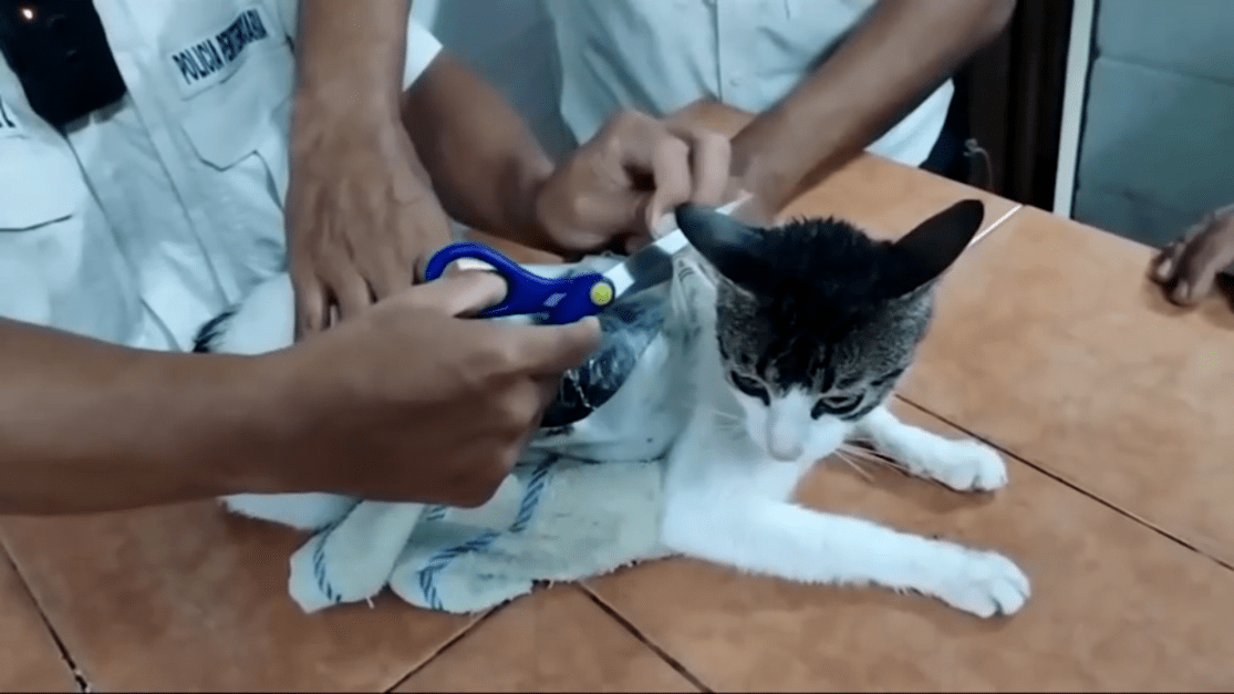 “Narcogato“: felino é usado para levar drogas para prisão na Costa Rica