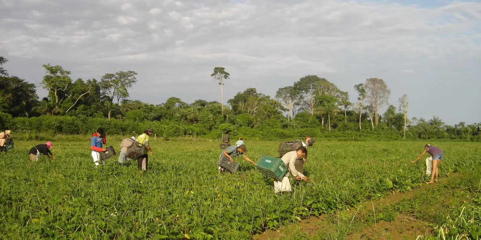 CMN reduz para R$ 200 mil limite de enquadramento no Proagro