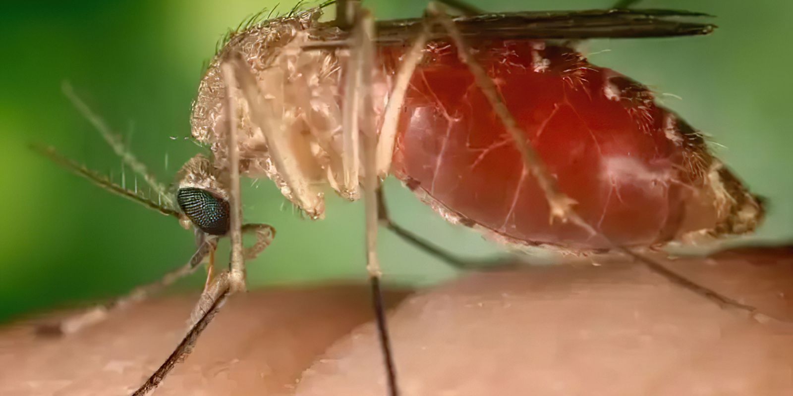 Antes restrita à Amazônia, febre oropouche se espalha pelo país