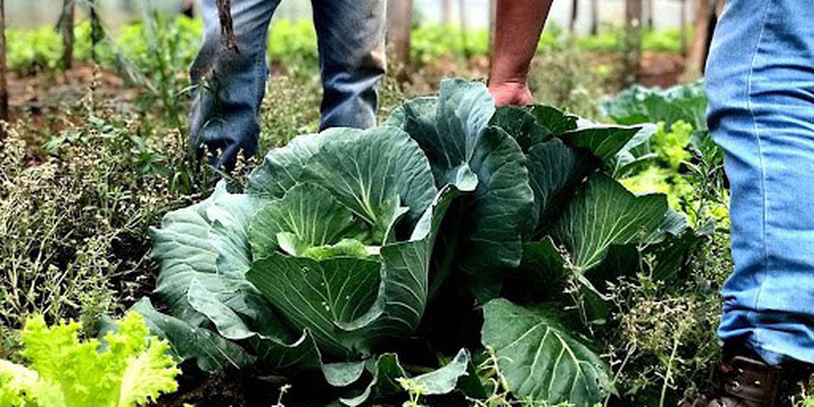 Agricultura familiar receberá R$ 60 milhões para produção de bioinsumo