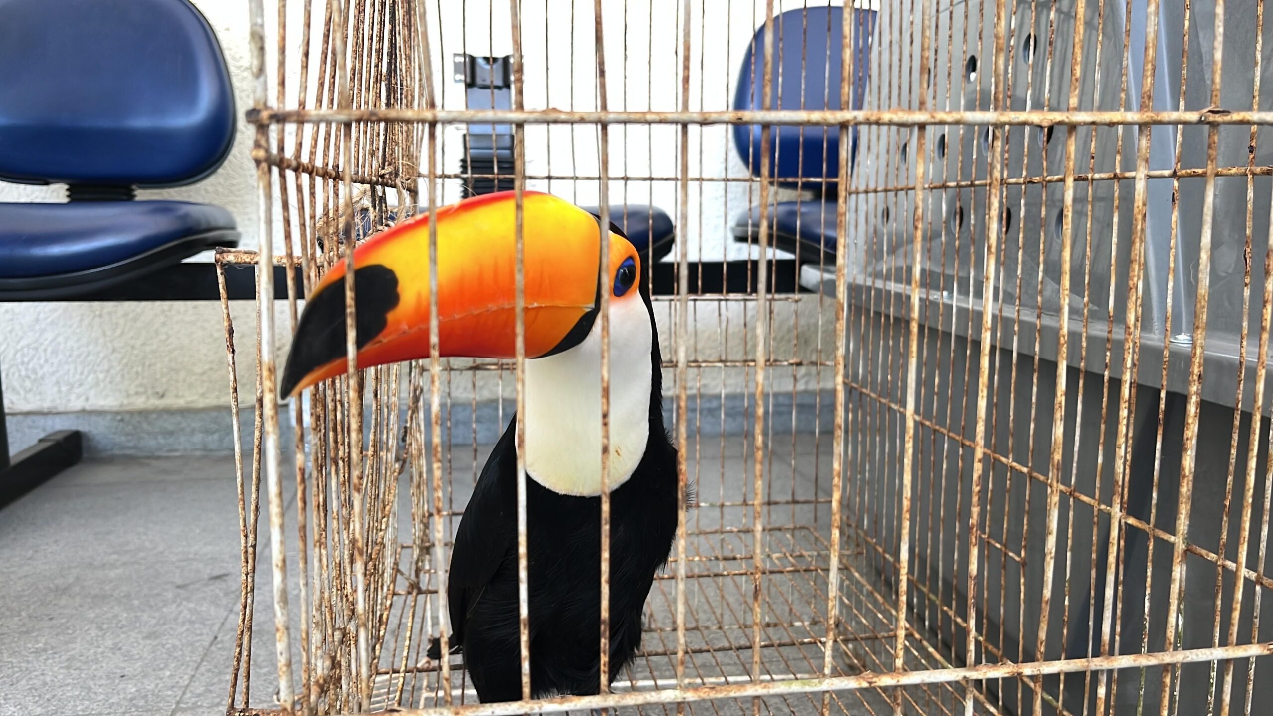 Operação no RJ já resgatou 600 animais e prendeu 32 suspeitos