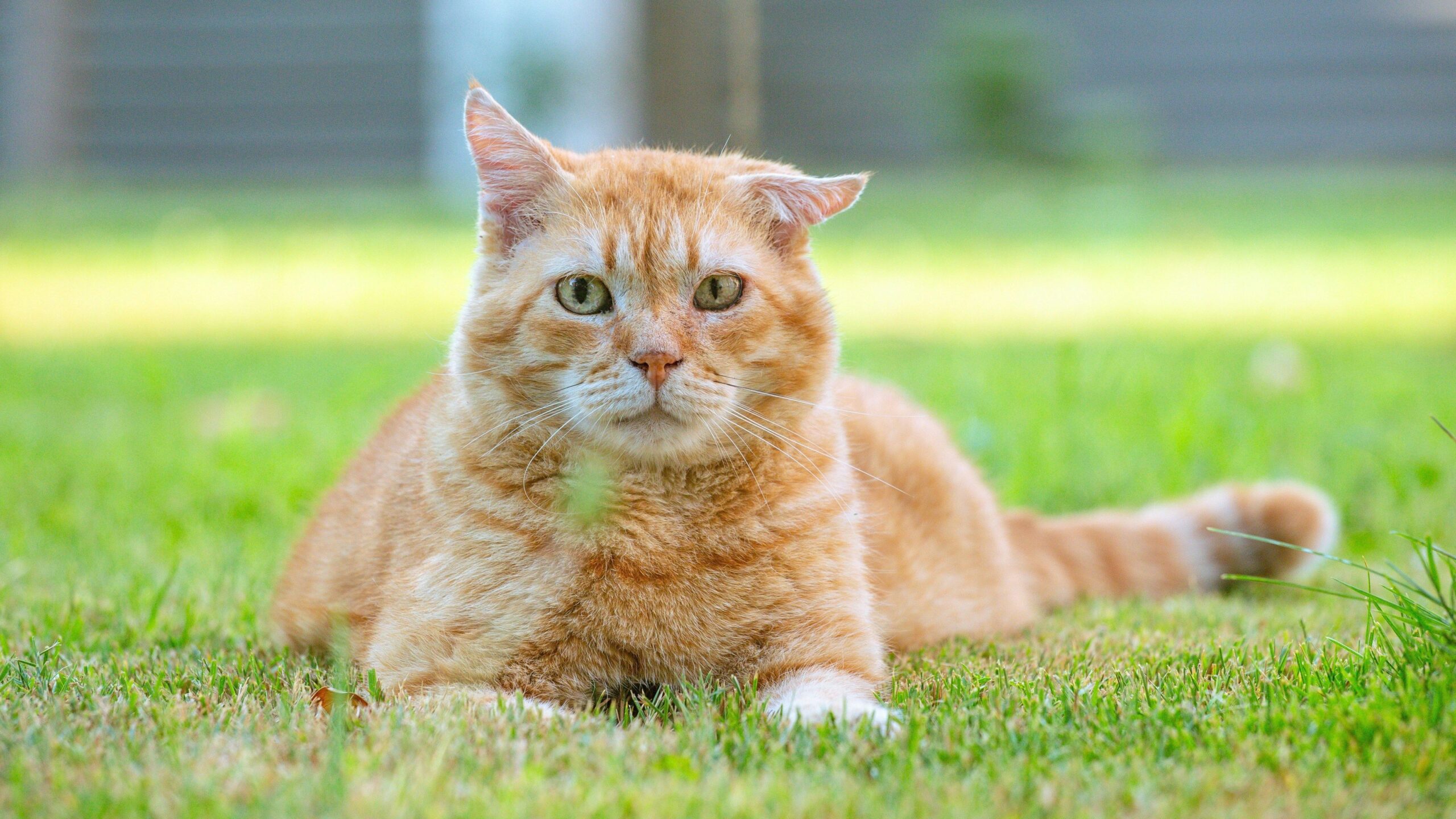 Concurso elege o gato vira-lata mais bonito do Brasil; veja como participar