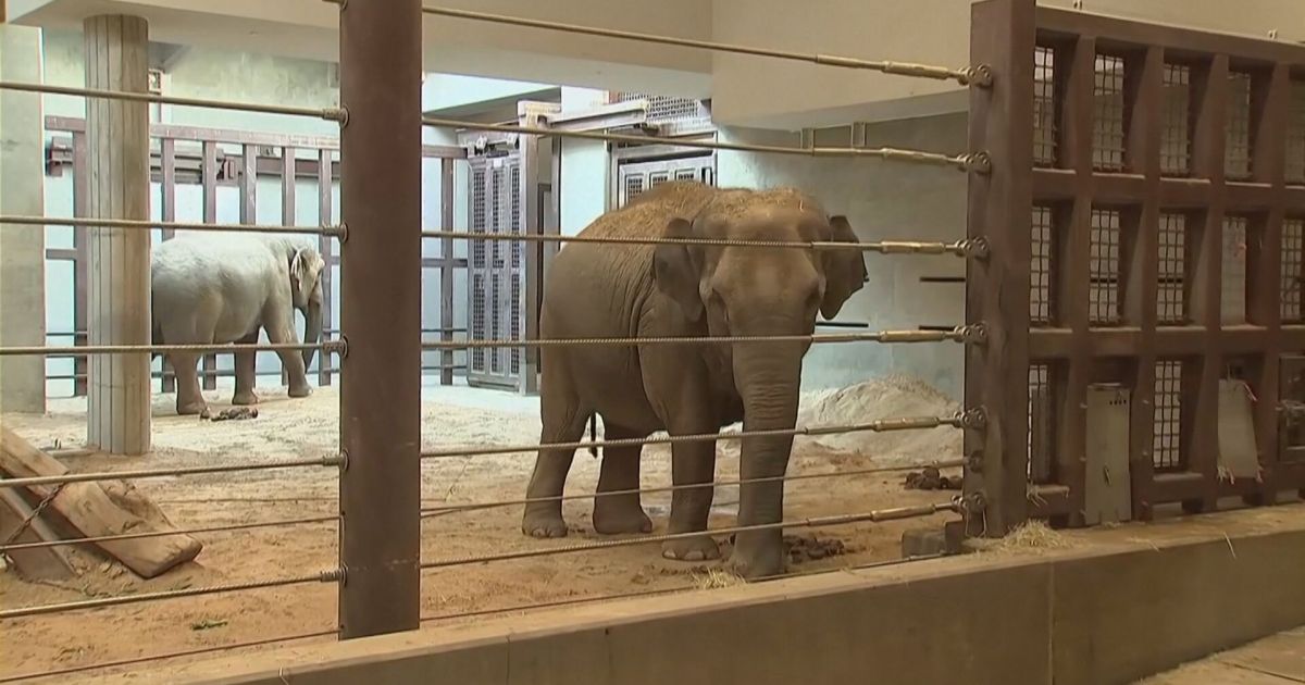 Zoológico dos EUA ganhará filhote de elefante pela primeira vez em 25 anos