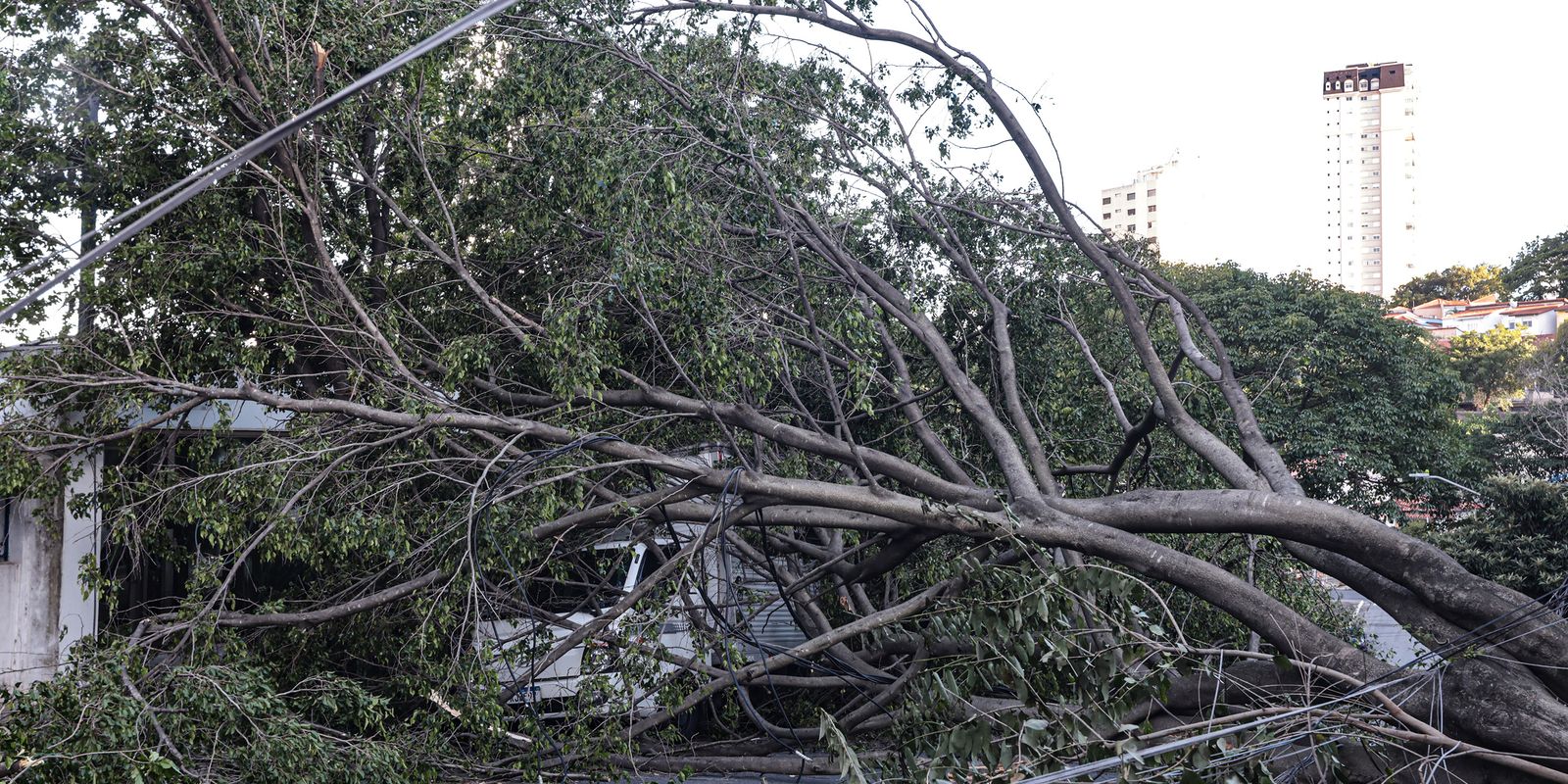 Defesa Civil de SP recebe 514 chamados por quedas de árvores