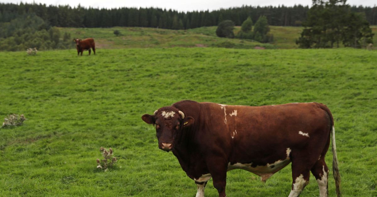 Abrafrigo: Receita com exportação de carne bovina deve ser recorde em 2025