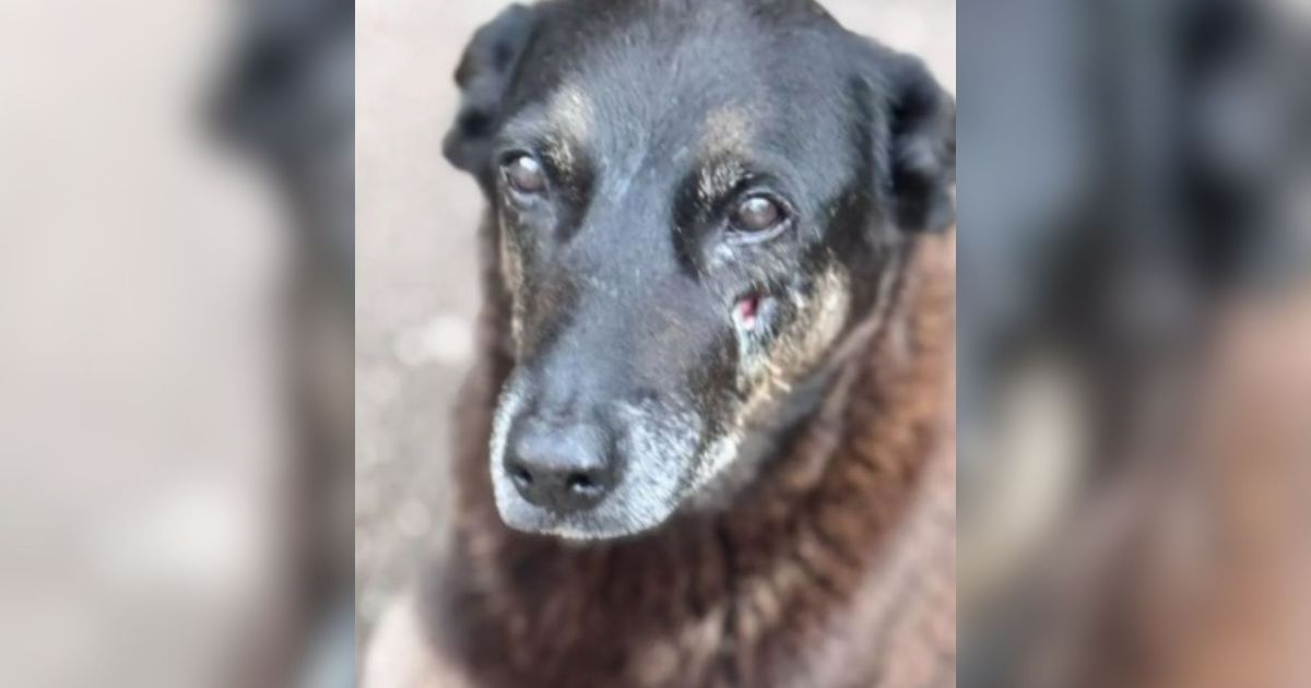 Polícia de Santa Catarina conclui inquérito sobre morte do Cão Orelha; veja