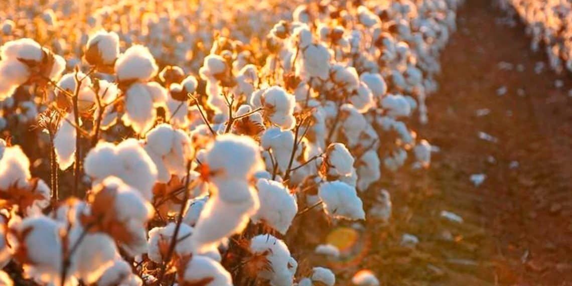 Do campo à etiqueta: rastreio de algodão brasileiro vira ativo global