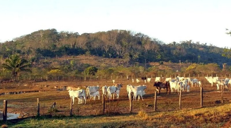 Agropecuária ocupa territórios próximos aos preservados na Amazônia Agropecuária ocupa territórios próximos aos preservados na Amazônia